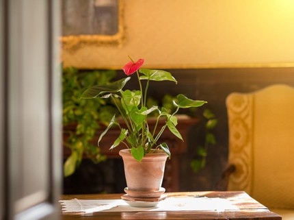 Tips Memadukan Warna Tanaman Hias Sesuai Feng Shui, Perhatikan Elemennya