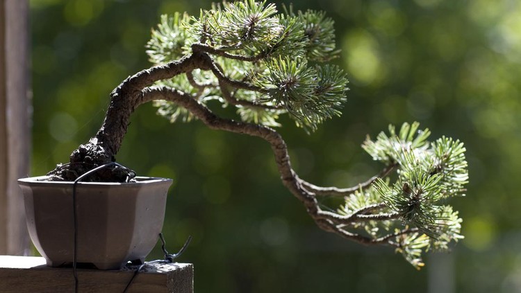 Mungo Pine Bonsai tree basking in the afternoon sunlight, shot with selective focus