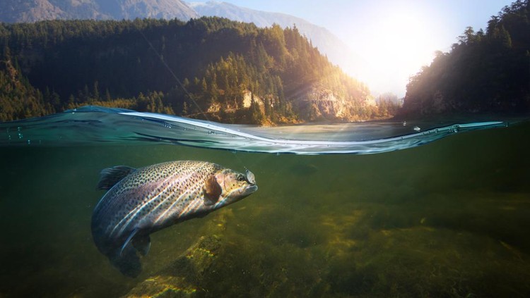 Ilustrasi ikan berenang di sungai Ilustrasi ikan berenang di sungai