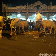 Mengenal Kirab Kebo Bule: Tradisi Malam 1 Suro Masyarakat Surakarta