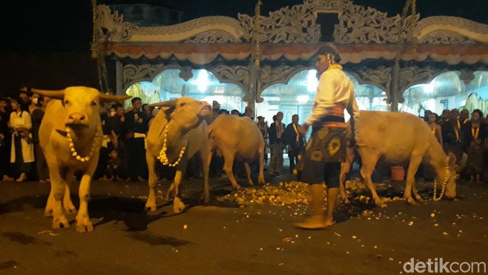 Mengenal Kirab Kebo Bule: Tradisi Malam 1 Suro Masyarakat Surakarta