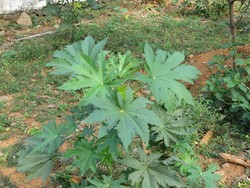 Mengenal Daun Jarak dan Sejuta Manfaat di Baliknya