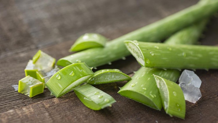 Aloe vera leaves copped on wooden table. Natural day light. Aloe vera is a very popular plant used medicinally all over the world. In the Western world, it is used as an important ingredient in the cosmetic and pharmaceutical industries.