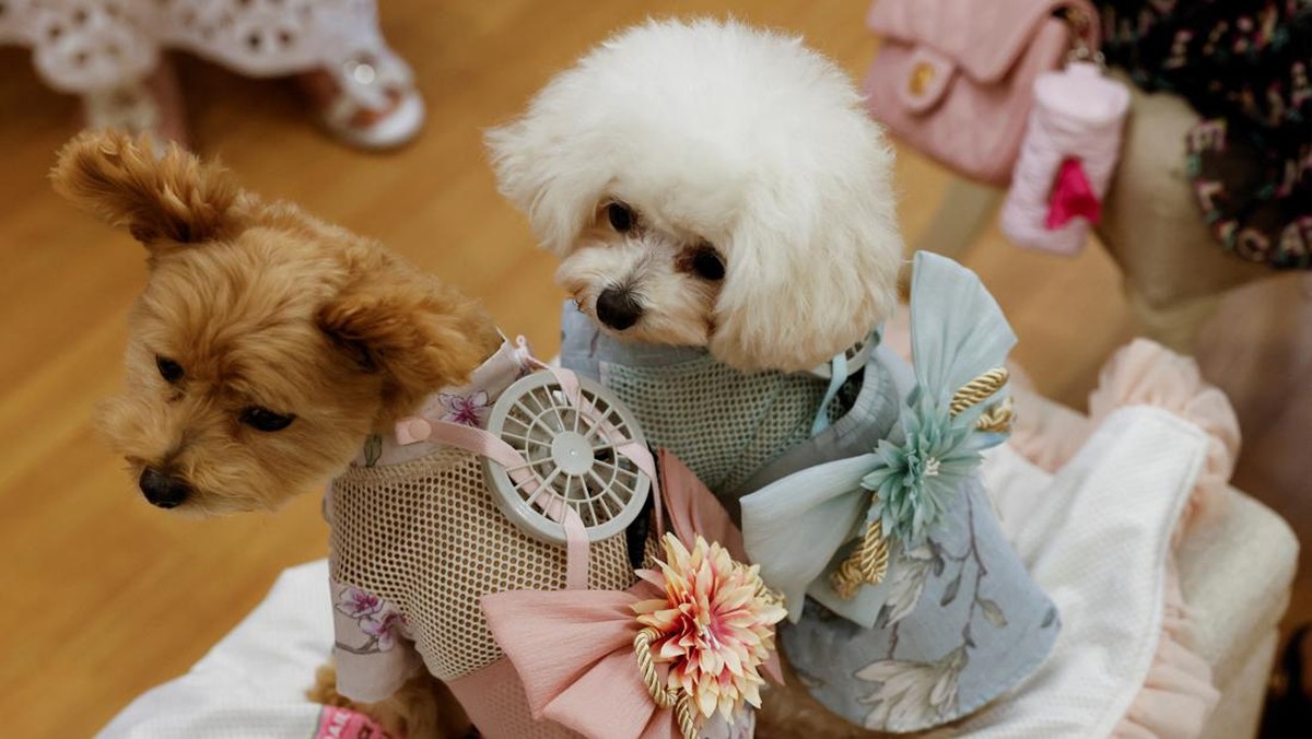 FOTO: 'AC' Pribadi Buat Anjing dan Kucing Jepang Saat Musim Panas