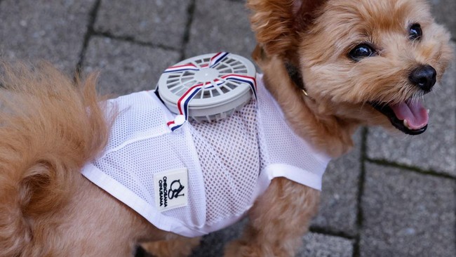 FOTO: 'AC' Pribadi Buat Anjing dan Kucing Jepang Saat Musim Panas