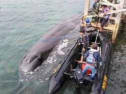 Bangkai Paus Sperma Dievakuasi, Bupati Ipuk Minta Diautopsi