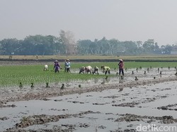Begini Caranya Biar Pertanian RI Jaya Lagi