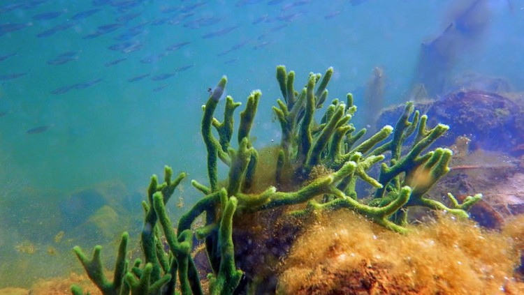 Freshwater Sponge (Spongilla lacustris) Spongillidae Freshwater Underwater