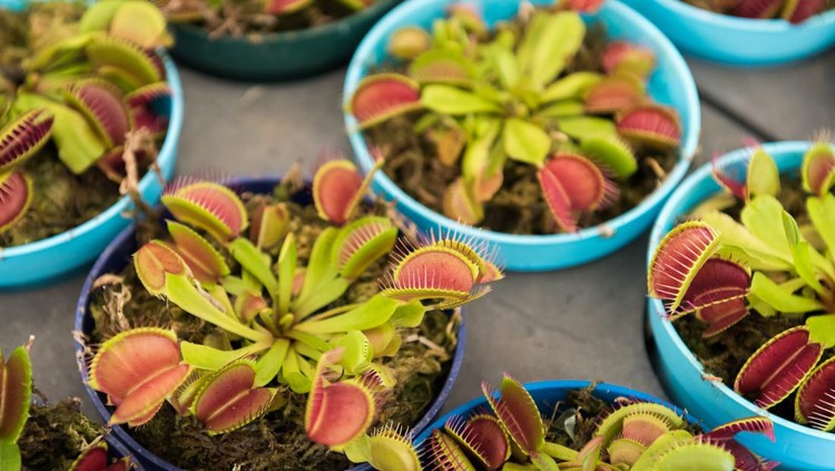 Dionaea plants in pot