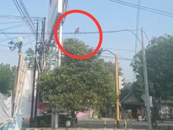 Heboh Monyet Liar Berkeliaran di Atas Kabel Listrik Ponorogo