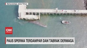 VIDEO: Paus Sperma Terdampar dan Tabrak Dermaga
