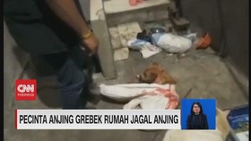 VIDEO: Pecinta Anjing Gerebek Rumah Jagal Anjing