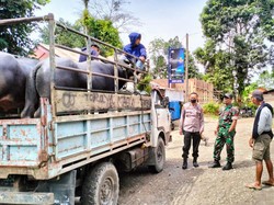 Satgas PMK Tana Toraja Cegat Pengantaran 2 Kerbau saat Lockdown Ternak