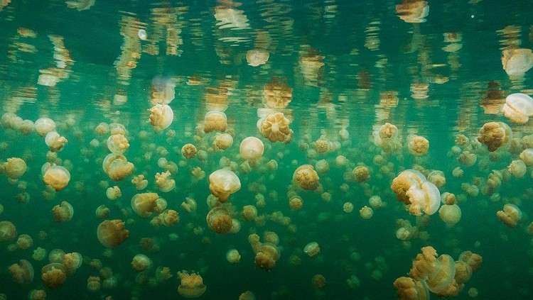 Terletak di Pulau Batu dalam gugusan Kepulauan Palau, ada sebuah danau yang berisikan ribuan ubur-ubur. Nah, seperti apa sensasinya?