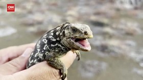 VIDEO: Iguana Bereproduksi Lagi di Galapagos, Pertama Dalam Dua Abad