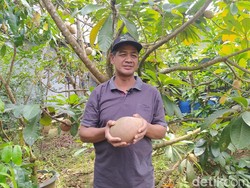 Cuan Lur! Harga Bibit Sawo Raksasa Magelang Disebut Tembus Rp 1,5 Juta