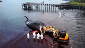 FOTO: Paus Sperma Terdampar dan Mati di Pesisir Pantai Banyuwangi