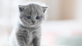 6 Kucing Ditembak di Sesko TNI Bandung, Kena Mata hingga Bolong