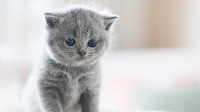 Seekor kucing yang selamat berada dalam kondisi mengenaskan. Satu matanya hancur karena ditembak di area Sesko TNI Bandung.