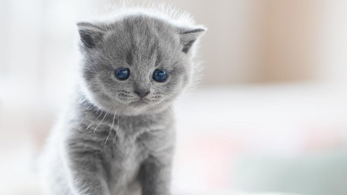 Kisah Menyentuh Pendaki Selamatkan Anak Kucing Tersesat di Hutan