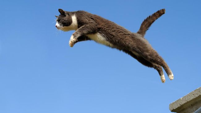 Saat terjun dari ketinggian, kucing umumnya bisa mendarat dengan baik tanpa terjauh. Apa alasan kucing tak terjatuh saat melompat dari ketinggian?