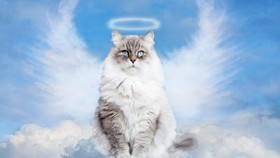 Alasan Kucing Tidak Masuk Surga Menurut Islam