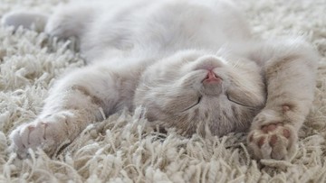 10 Tanda Kucing Sebenarnya Sayang Kamu, Bukan Sekadar Mengeong