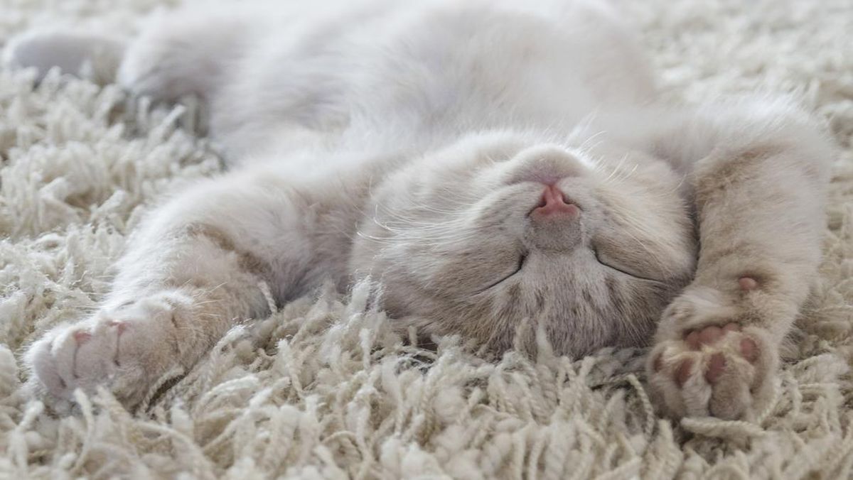 10 Tanda Kucing Sebenarnya Sayang Kamu, Bukan Sekadar Mengeong