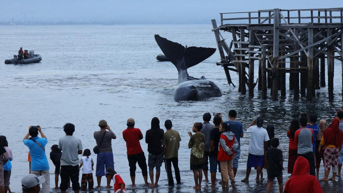 FOTO: Paus Sperma Terdampar dan Mati di Pesisir Pantai Banyuwangi