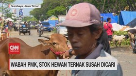 VIDEO: Wabah PMK, Stok Hewan Ternak Susah Dicari