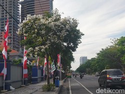 Tabebuya Bermekaran Bikin Surabaya Berasa Jepang