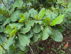 10 Manfaat Daun Ketapang dan Cara Mengolahnya