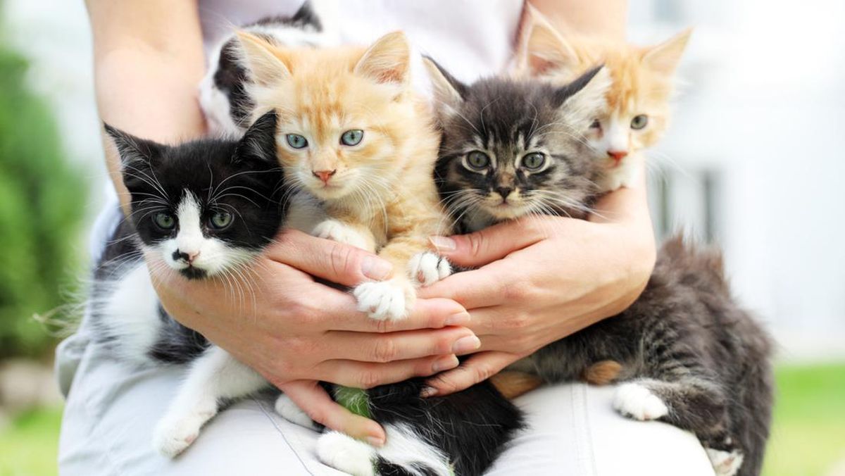 Menguak Kepribadian Kucing dari Warna Bulunya