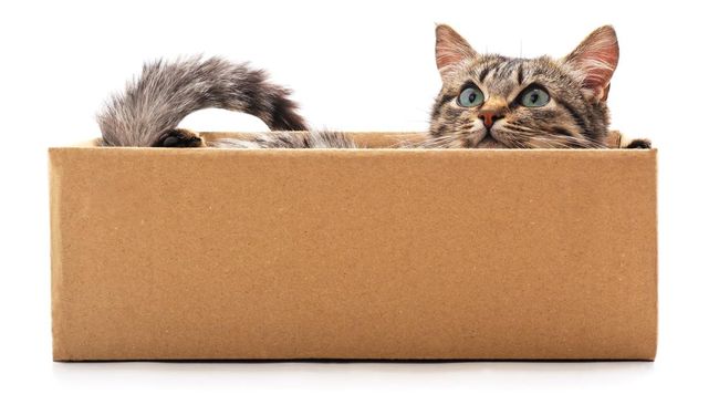 Hari Kotak Internasional diperingati setiap 19 Juni, merupakan kesempatan sempurna bagi pemilik kucing dan peliharaannya menikmati waktu bersama.