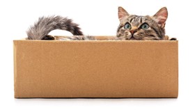 Sejarah Hari Kotak Internasional, Hari untuk Kucing yang Suka Kardus