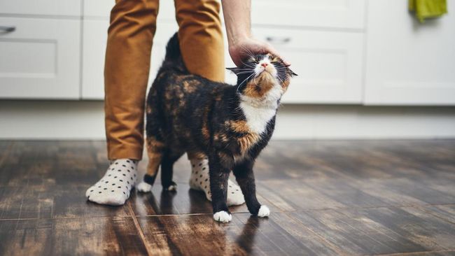 Siapa yang tak mau punya kerjaan ringan, menyenangkan, dan dibayar mahal? Mungkin rebahan sambil main dengan kucing bisa jadi solusinya.