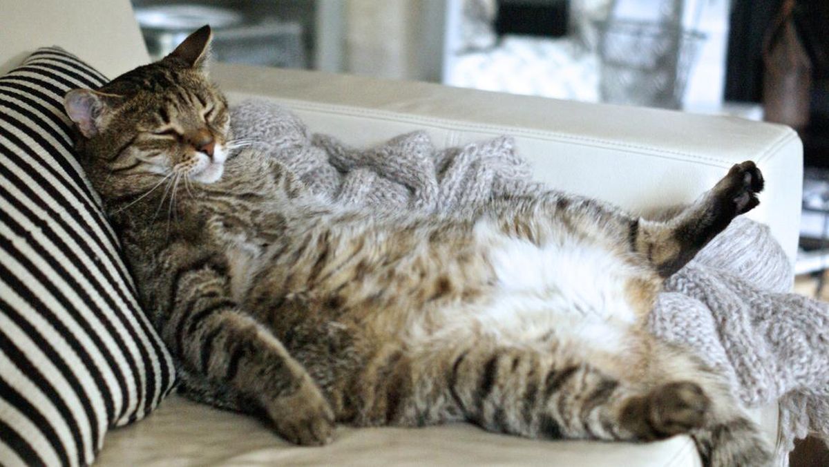 Ini 10 Posisi Tidur Kucing Beserta Artinya