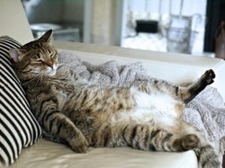 Mengapa Kucing Suka Tidur di Atas Pangkuan Kita? Ternyata Ini Alasannya
