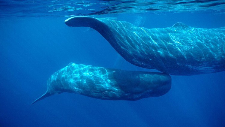 Sperm whale  .Physeter macrocephalus.Calf swimming under mother's tail.Azore Islands (Portugal), North Atlantic Ocean. (Photo by: Francois Gohier/VW Pics/Universal Images Group via Getty Images)
