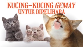 INFOGRAFIS: Kucing-kucing Gemay Buat Teman Main di Rumah