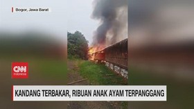 VIDEO: Kandang Terbakar, Ribuan Anak Ayam Terpanggang