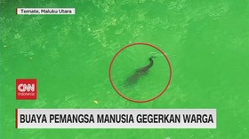 VIDEO: Kemunculan Buaya Pemangsa Manusia Gegerkan Warga