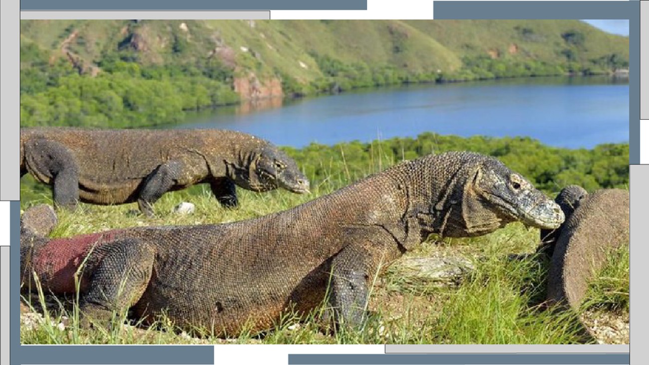 Pelaku Pariwisata Lakukan Aksi Mogok Usai Tarif Masuk Pulau Komodo Naik