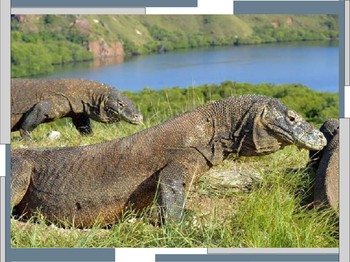 Pelaku Pariwisata Lakukan Aksi Mogok Usai Tarif Masuk Pulau Komodo Naik