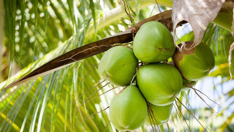 Manfaat air kelapa