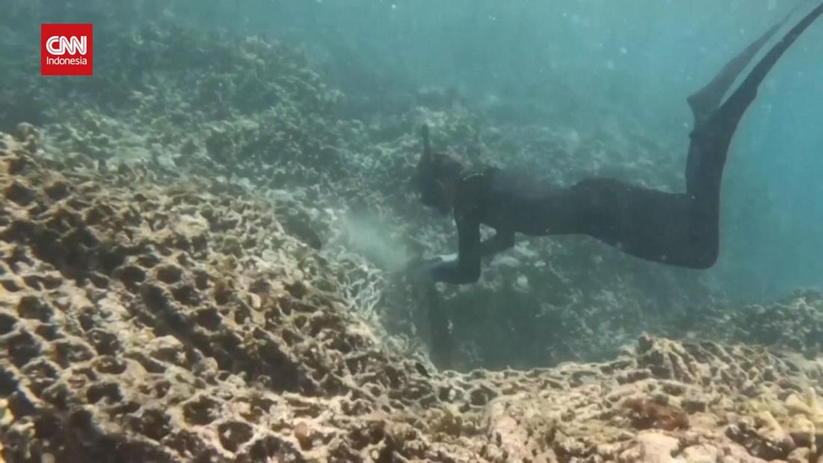 VIDEO: 43 Ribu Kg Sampah Laut Berhasil Dikumpulkan dari Hawaii