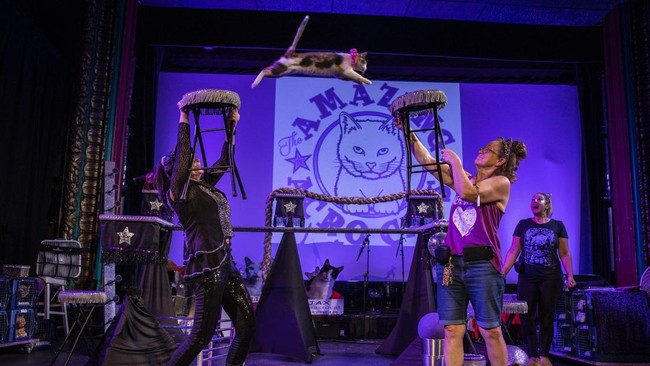 FOTO: 'Konser' dari Para Kucing