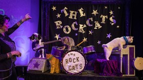 FOTO: 'Konser' dari Para Kucing