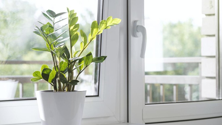 Zamioculcas Zamiifolia or ZZ Plant in white flower pot stand on the windowsill. Home plants care concept. Interior of a modern scandinavian style apartment