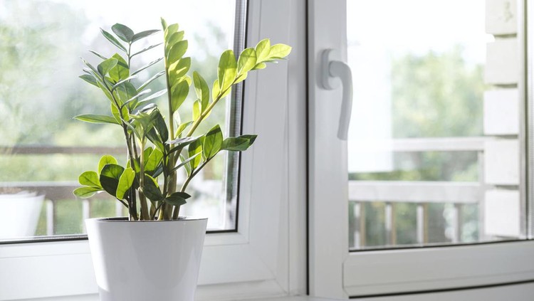 Ilustrasi Tanaman Hias Bunga Dolar Zamioculcas Zamiifolia or ZZ Plant in white flower pot stand on the windowsill. Home plants care concept. Interior of a modern scandinavian style apartment